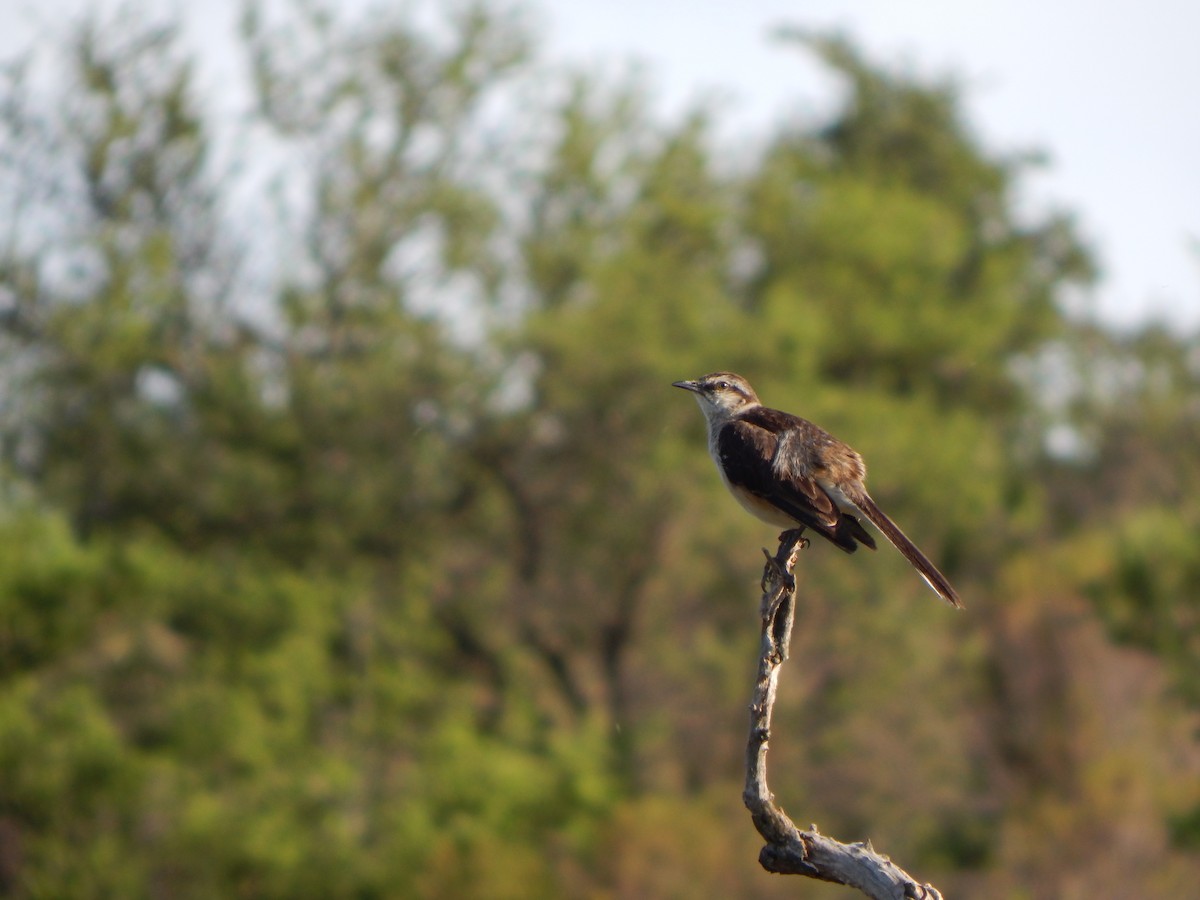 Chalk-browed Mockingbird - Bautista Cerminato