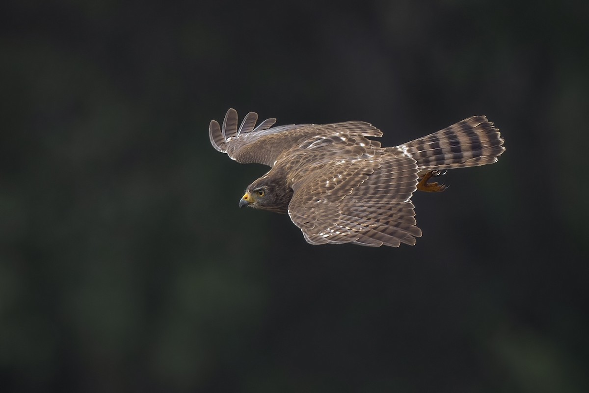 Roadside Hawk - ML614499778