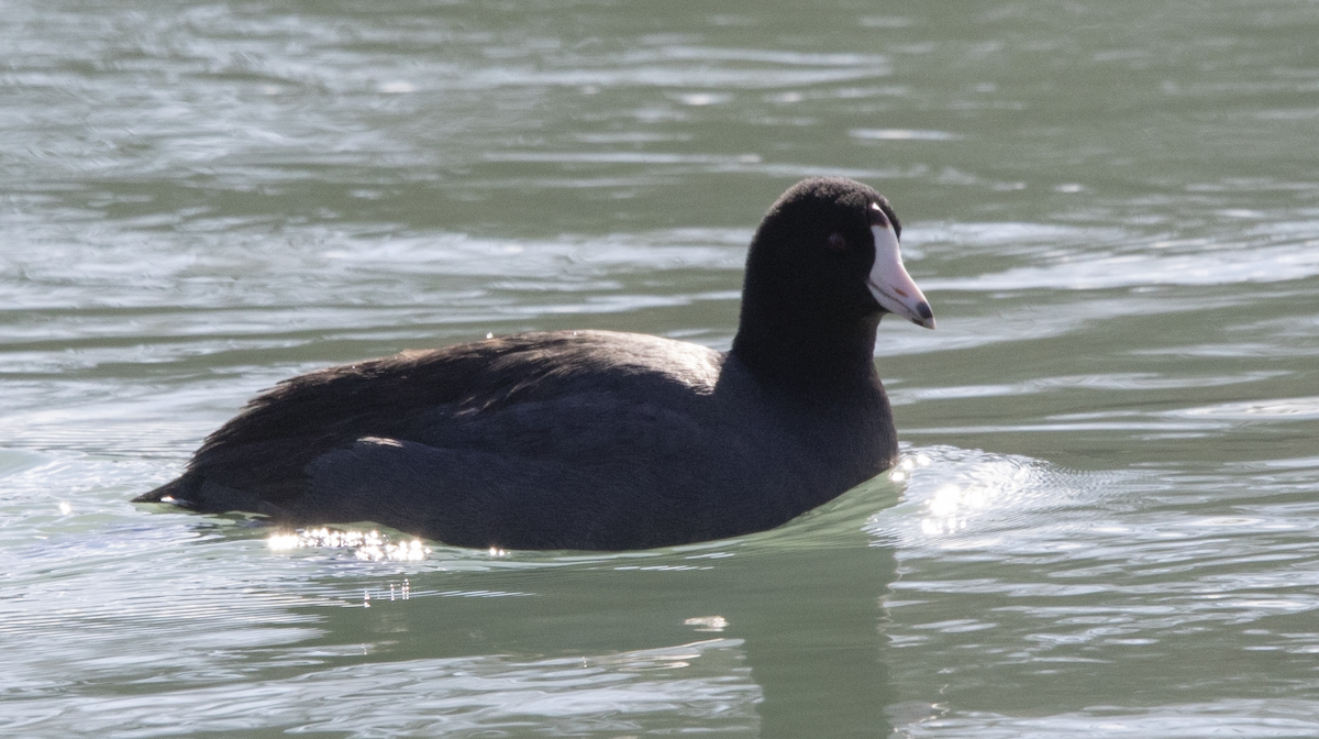 American Coot (Red-shielded) - ML614499826
