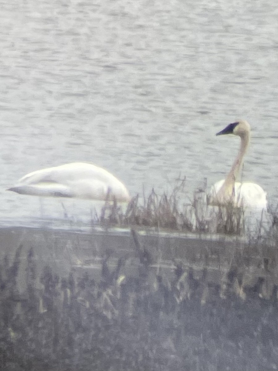 Trumpeter Swan - ML614499835