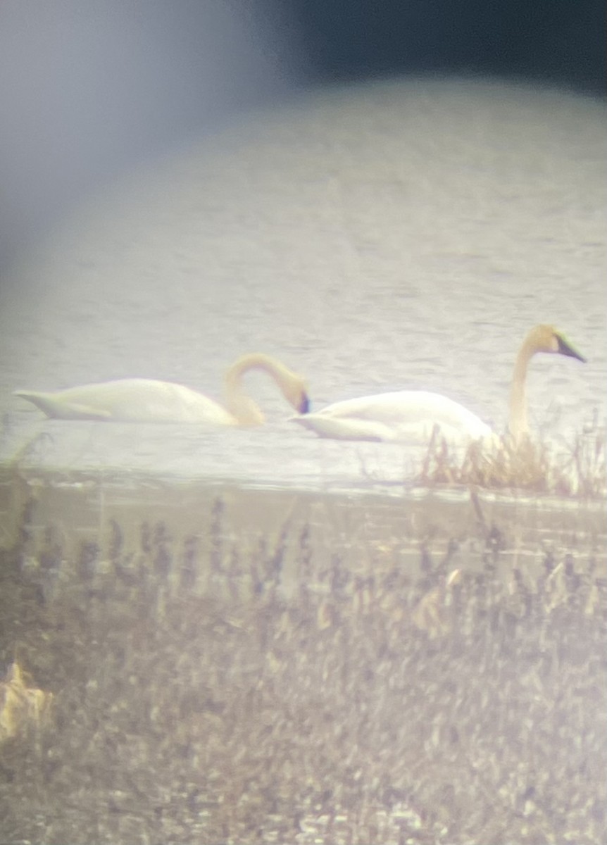 Trumpeter Swan - ML614499836