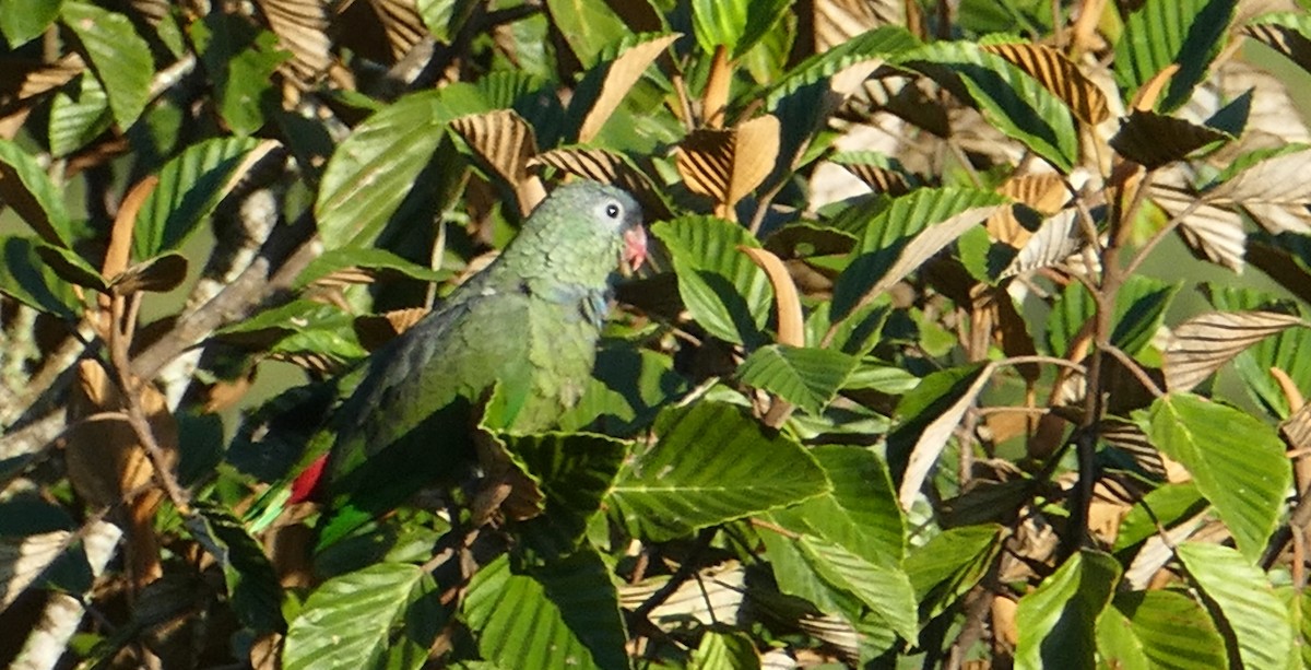 Папуга-червоногуз зеленоголовий - ML614499848