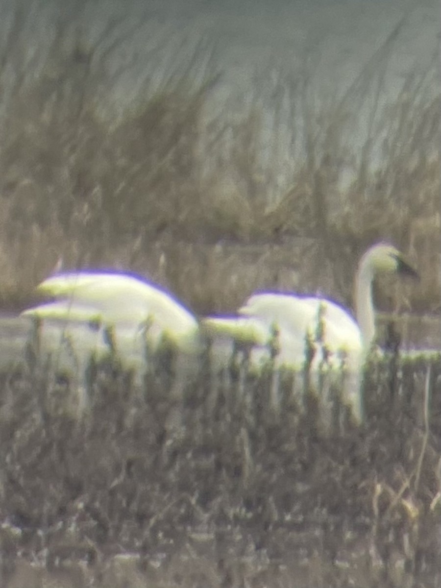 Tundra Swan - ML614499858