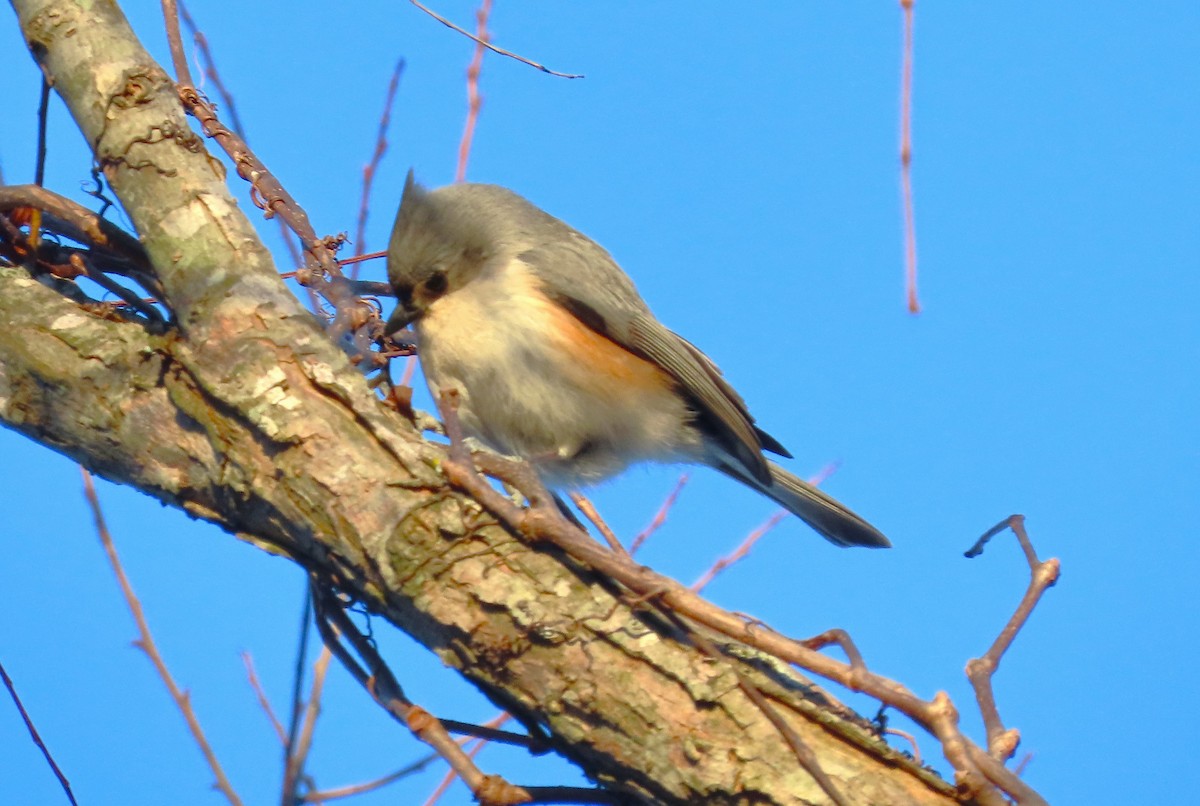 Tufted Titmouse - ML614499907