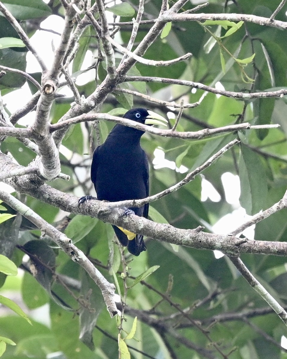Yellow-rumped Cacique (Amazonian) - ML614499918