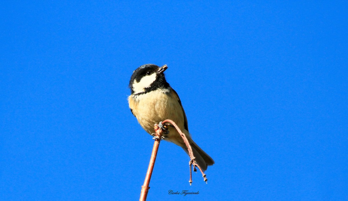 Mésange noire - ML614499922