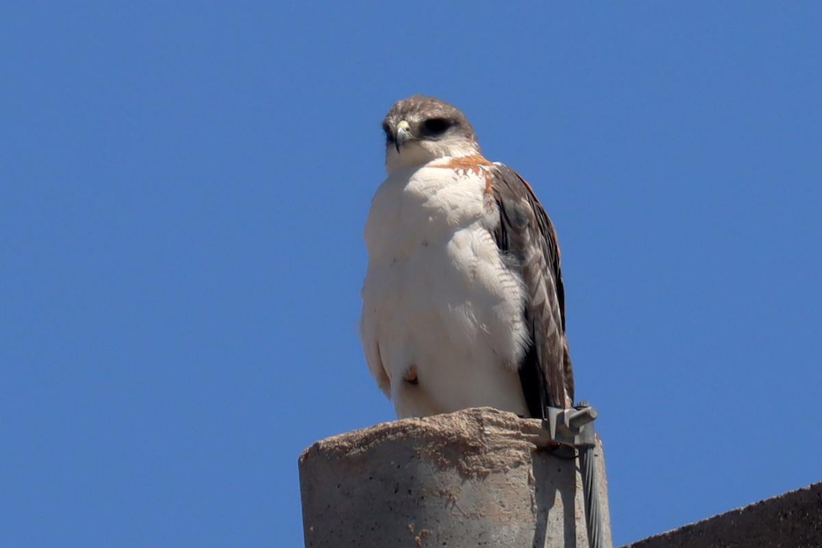 Variable Hawk - Miguel Angel Bean