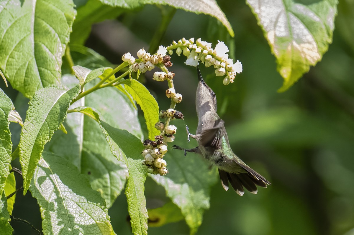 kolibřík chocholatý (ssp. exilis) - ML614500006