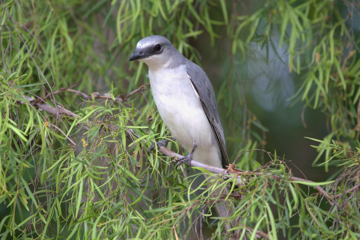 White-bellied Cuckooshrike - ML614500037