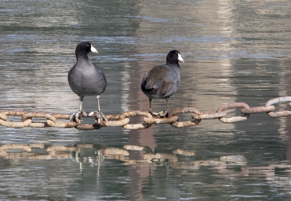 American Coot - ML614500080