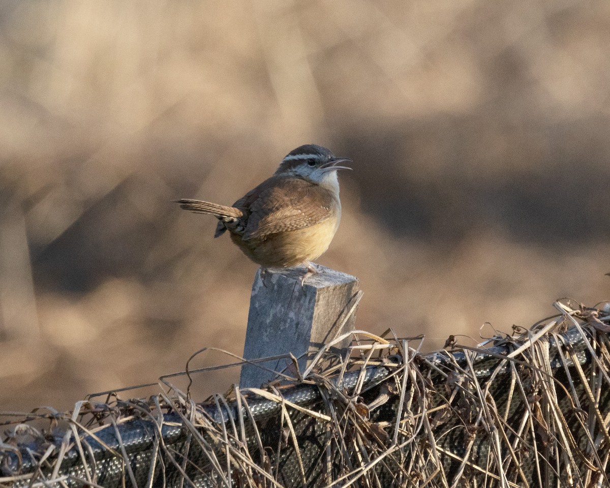 Carolina Wren - ML614500242