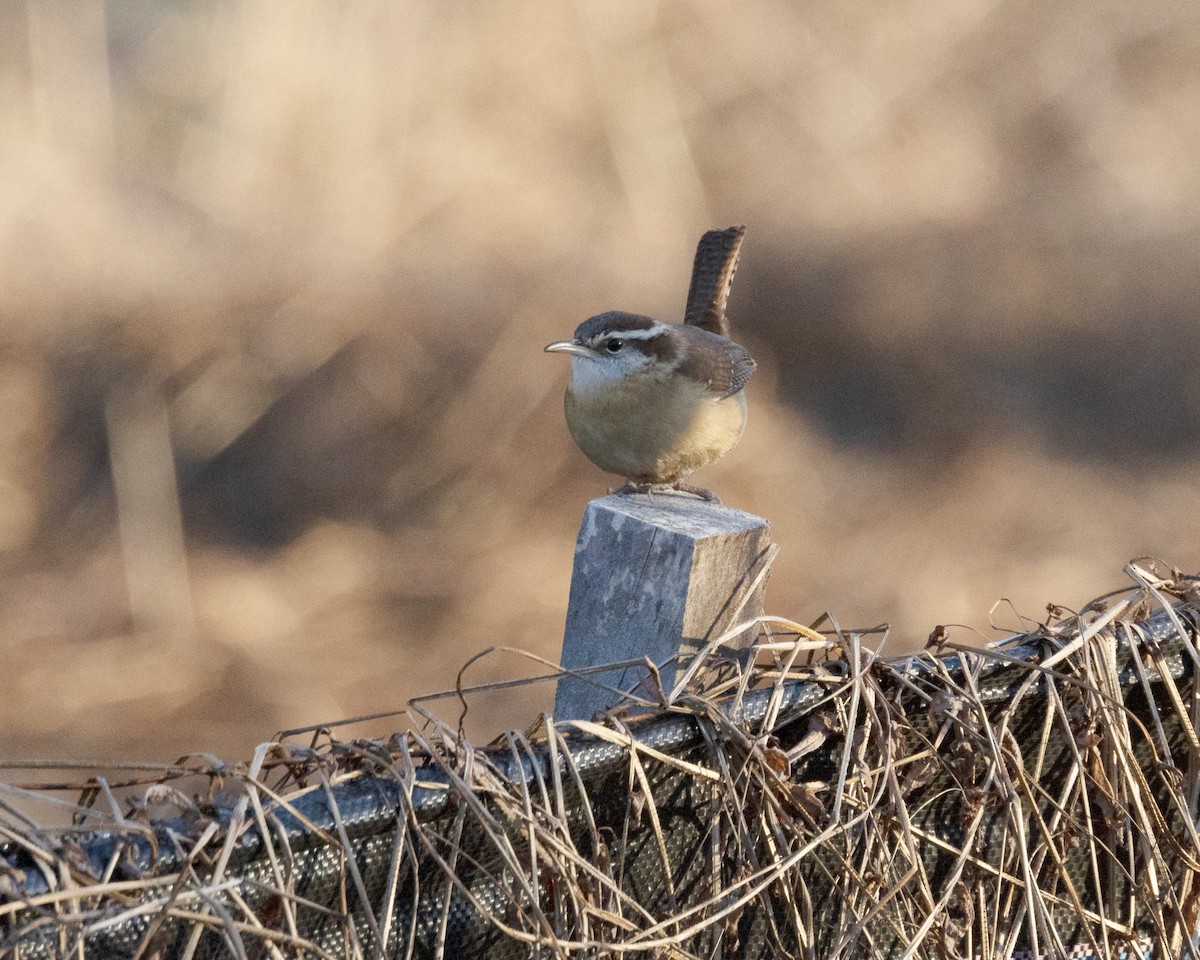 Carolina Wren - Mary McKitrick