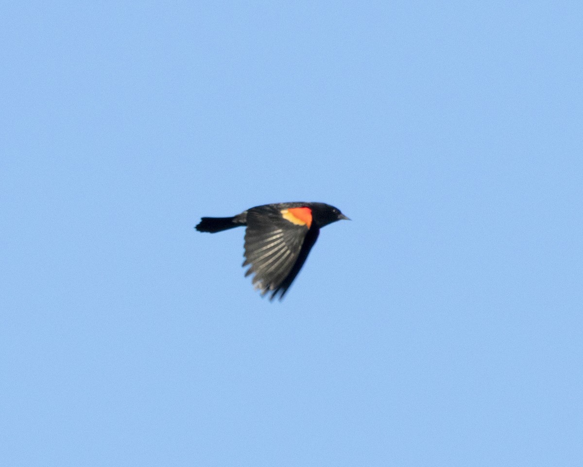 Red-winged Blackbird - Mary McKitrick
