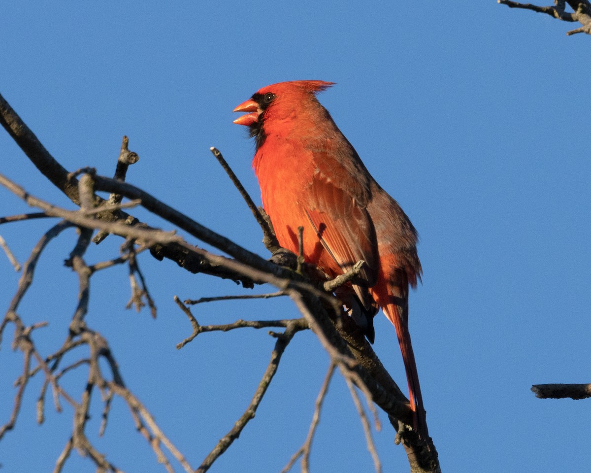 Cardenal Norteño - ML614500283