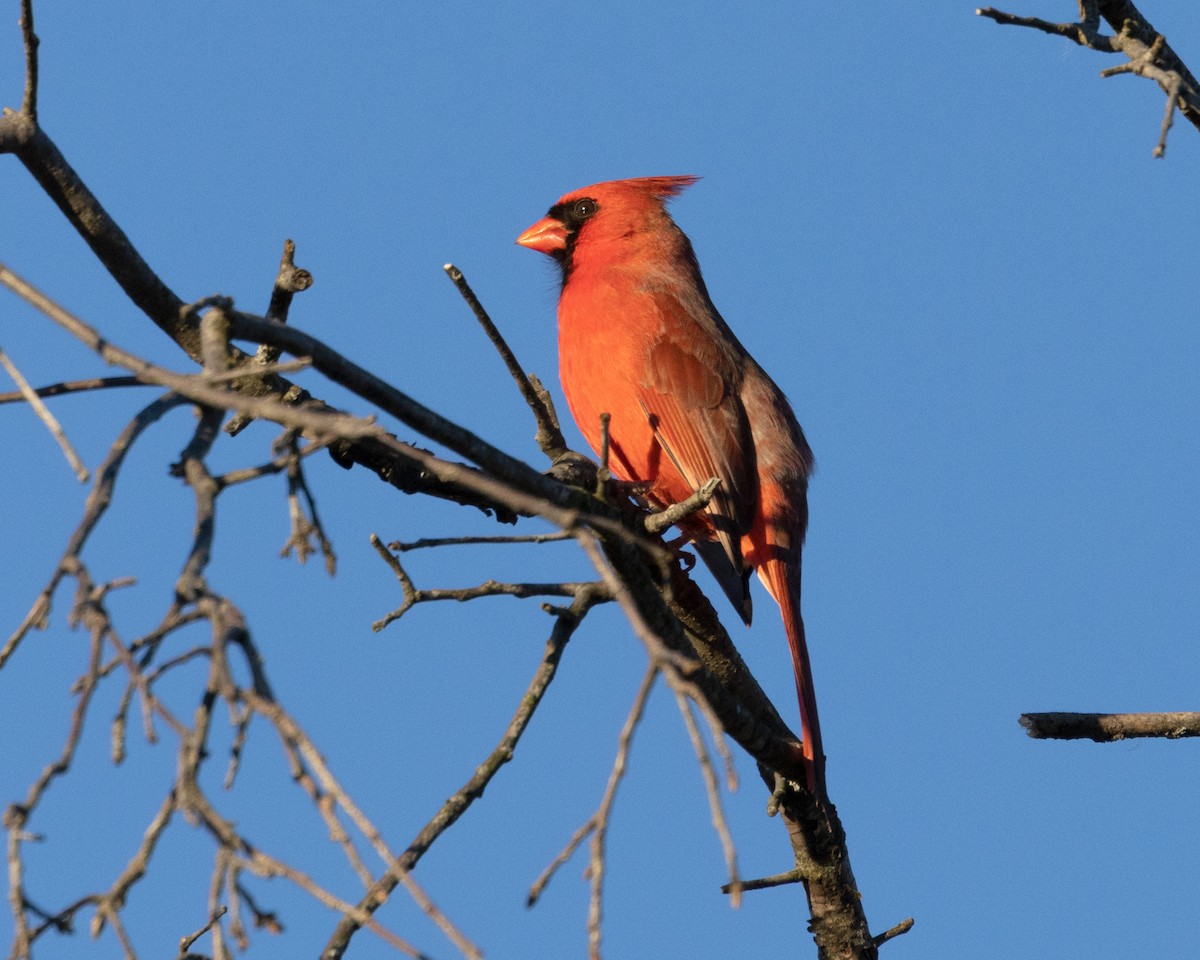 Northern Cardinal - Mary McKitrick