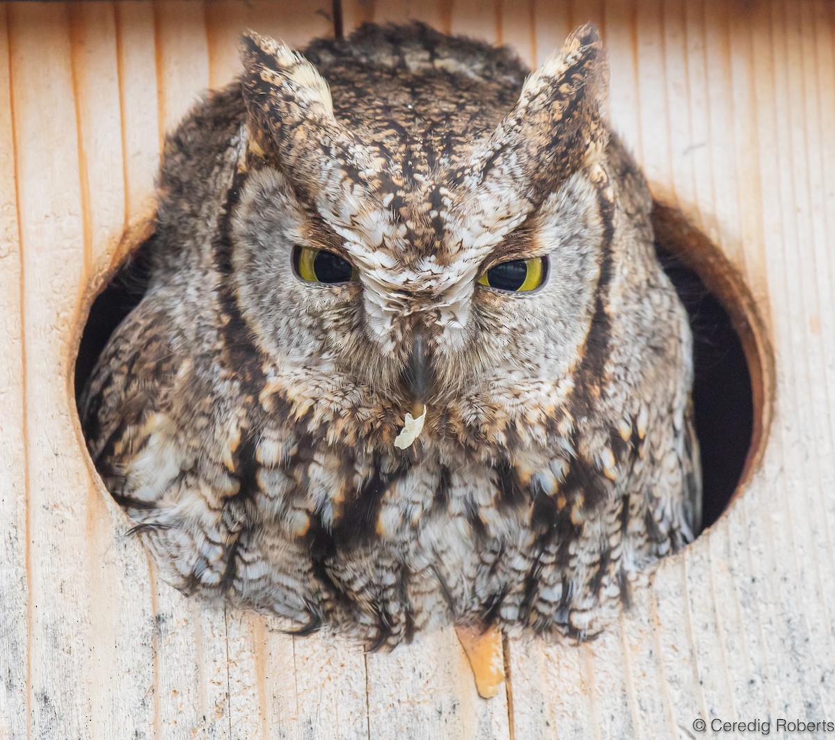 Western Screech-Owl - ML614500434