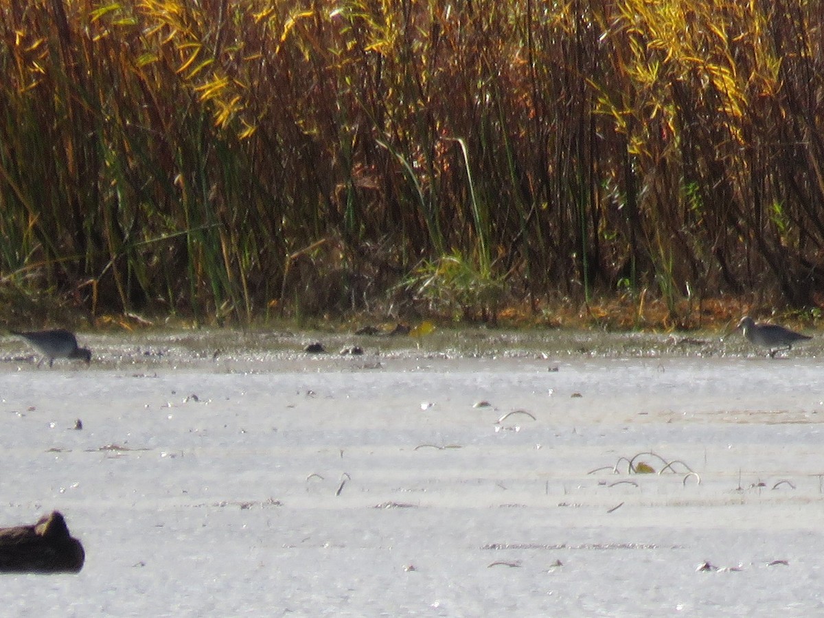 Hudsonian Godwit - Langis Sirois