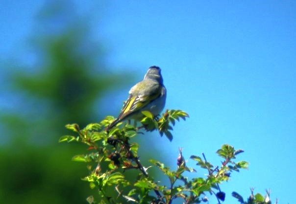 Lawrence's Goldfinch - ML614500549