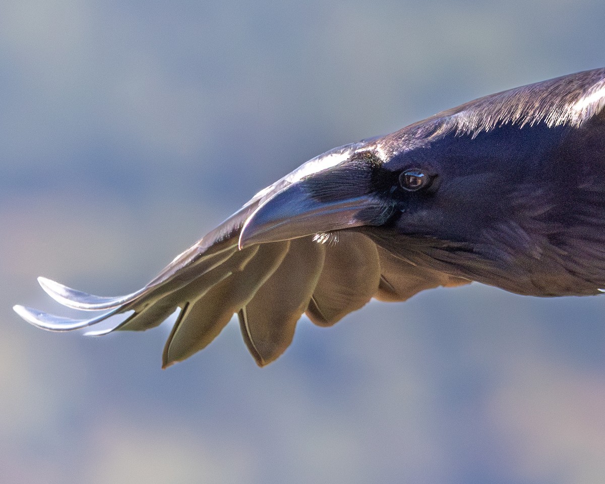 Common Raven - Milko Gervet