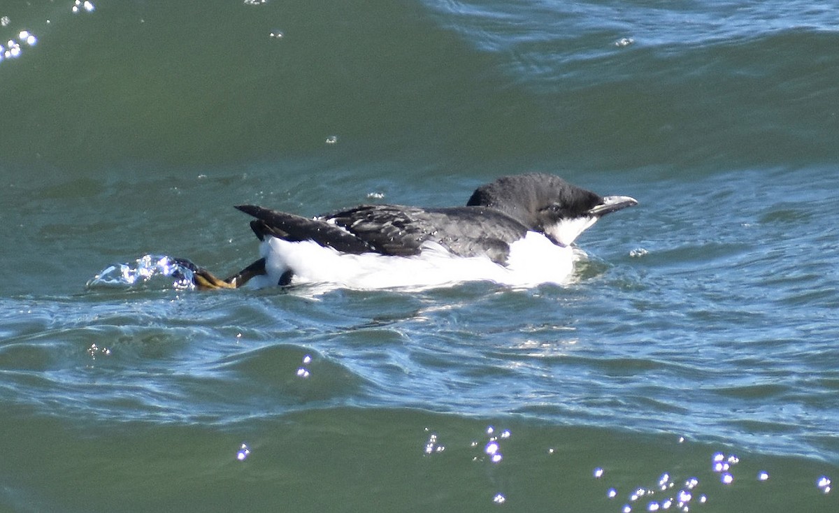 Thick-billed Murre - ML614500577