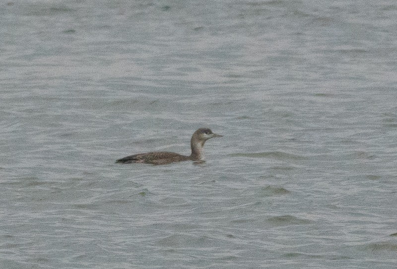 Red-throated Loon - ML614500579