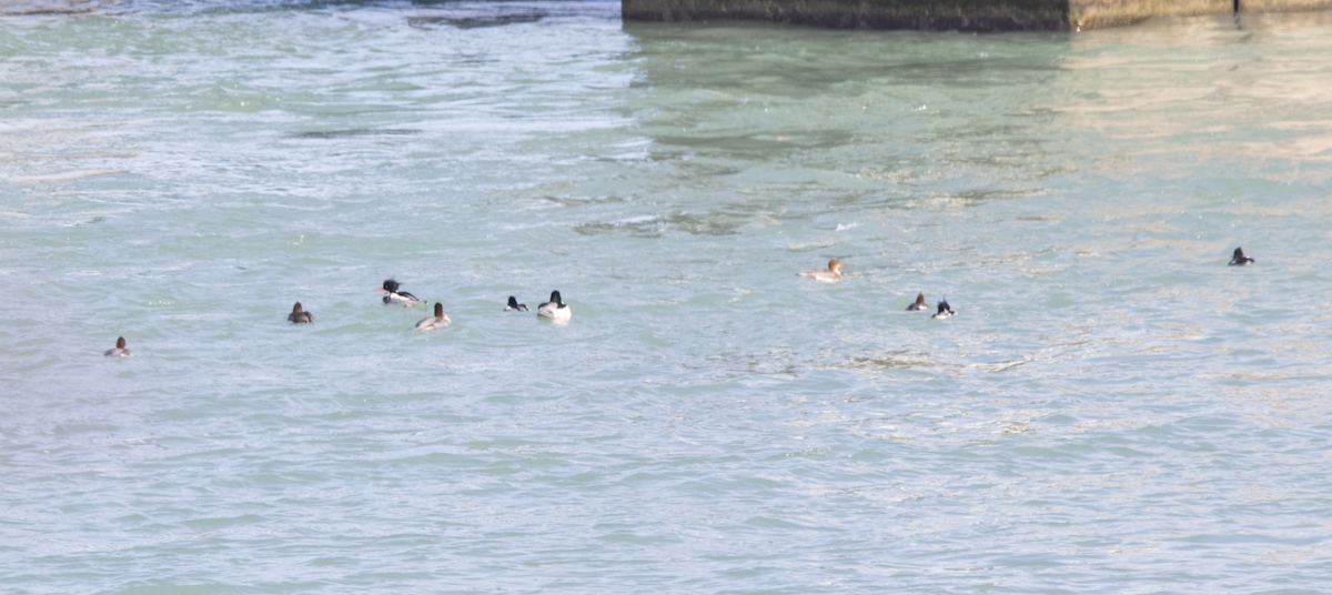 Red-breasted Merganser - ML614500623