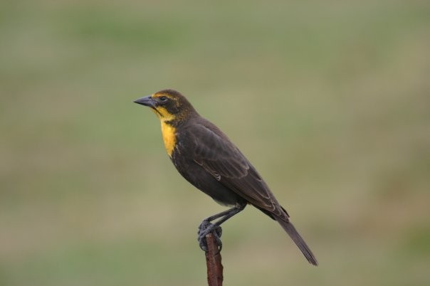 Yellow-headed Blackbird - ML614500695