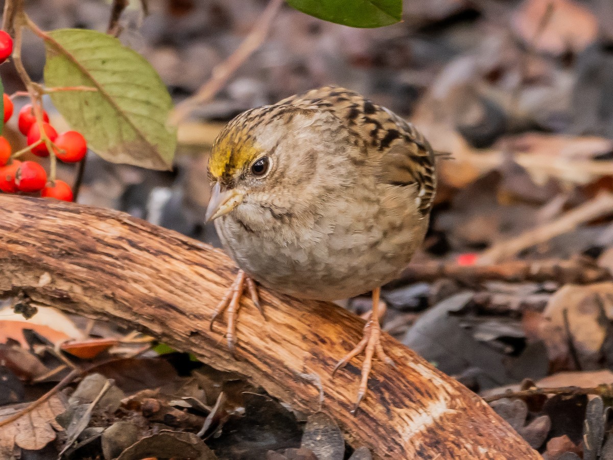 Golden-crowned Sparrow - Arnold Joe