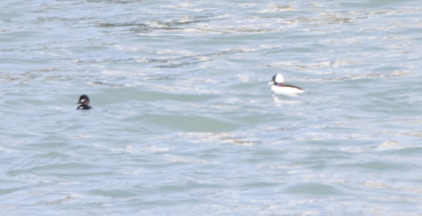 Bufflehead - ML614500710