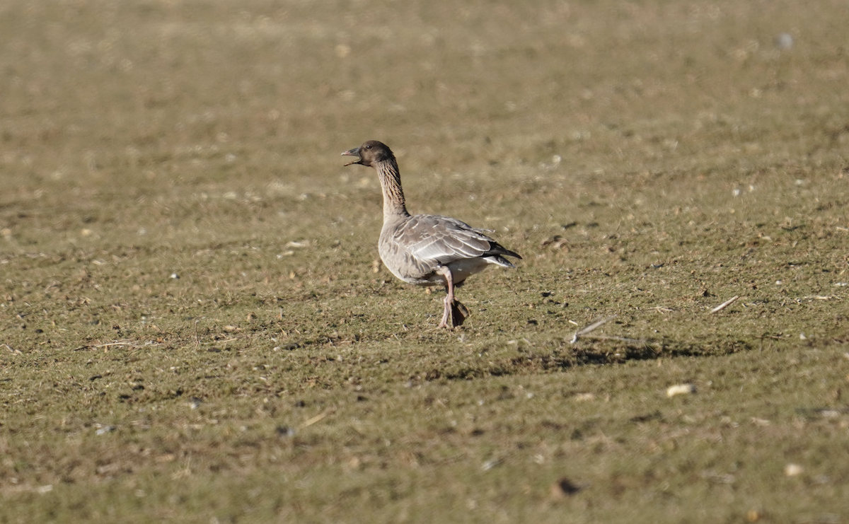 Pink-footed Goose - ML614500717