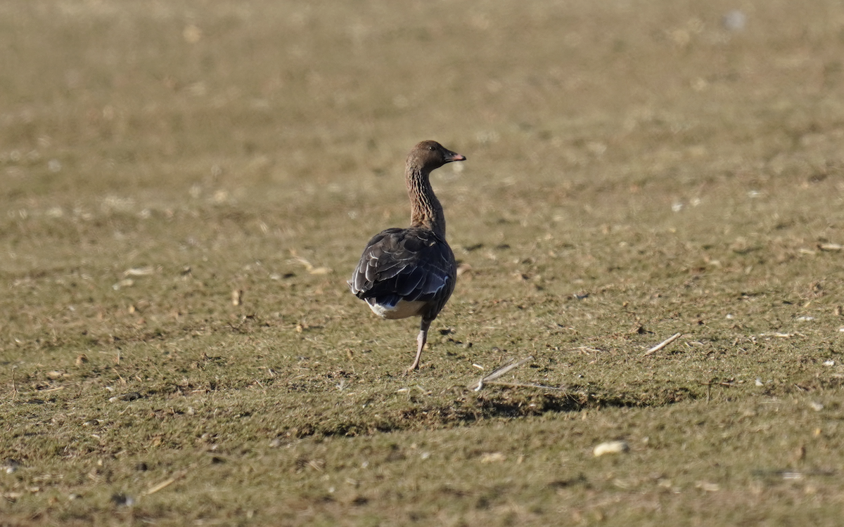 Pink-footed Goose - ML614500718