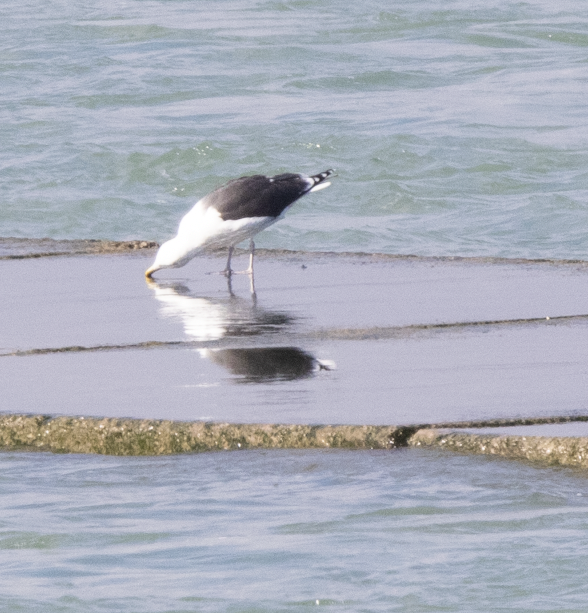 Great Black-backed Gull - ML614500758