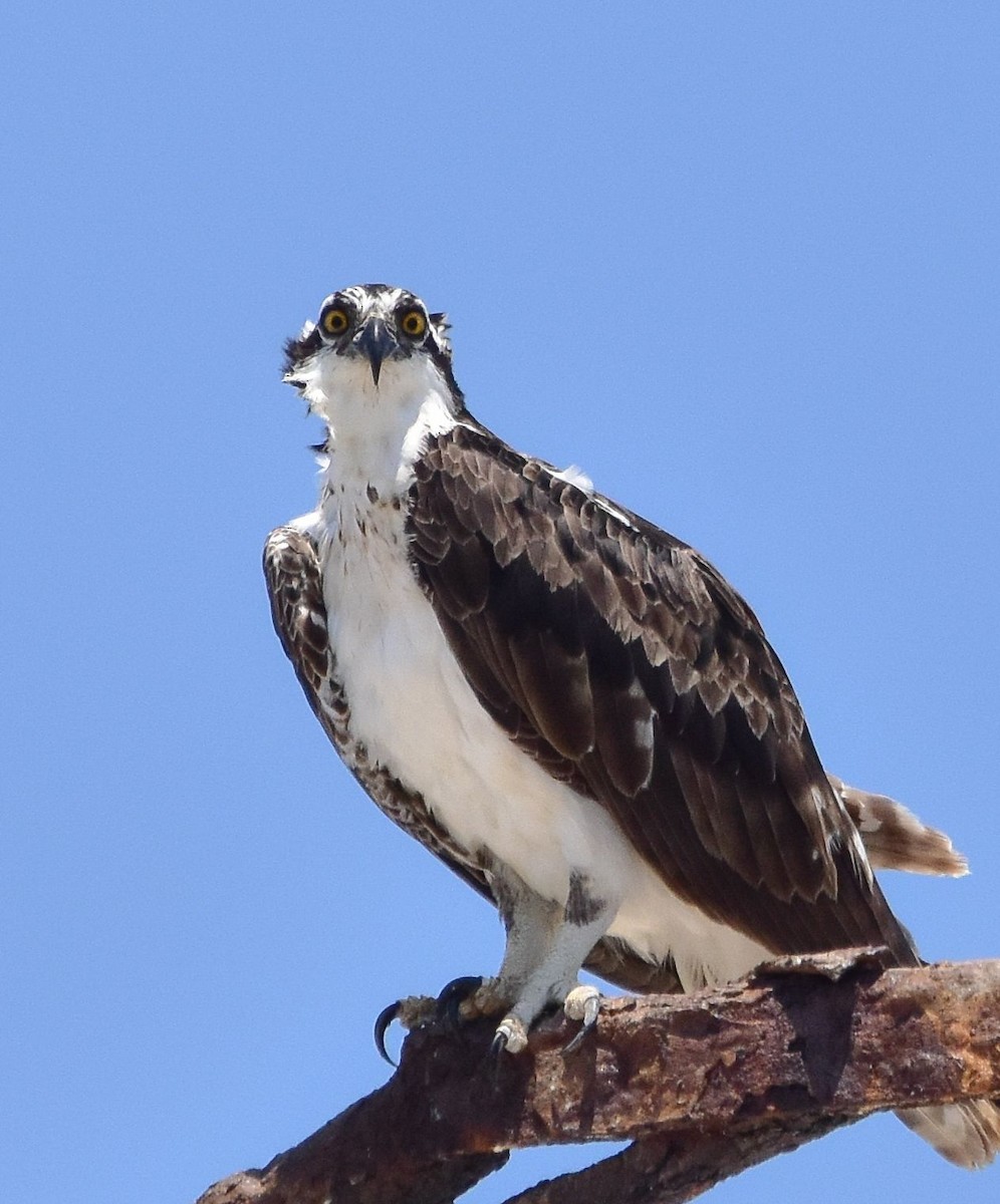 Загасч явлаг - ML614500793