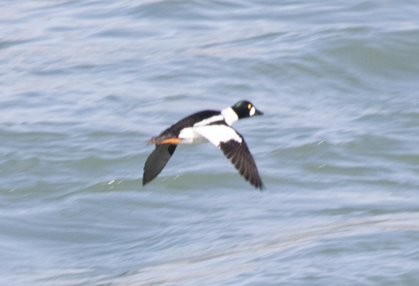 Common Goldeneye - ML614500795