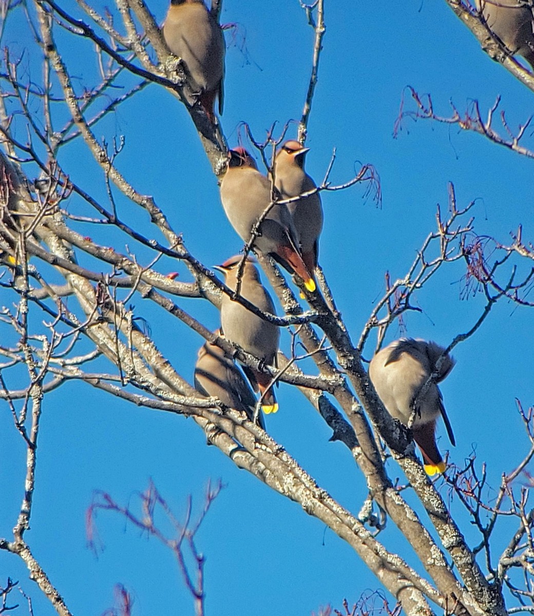 Bohemian Waxwing - ML614500837