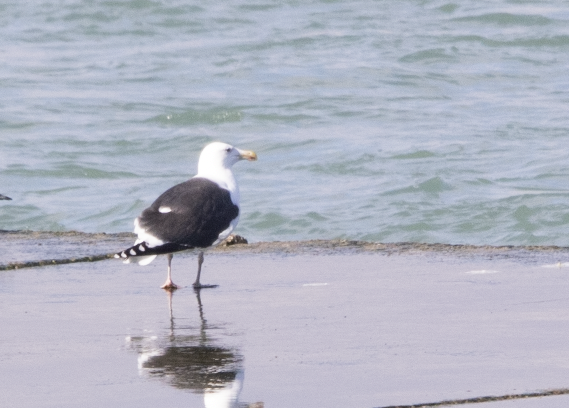 Great Black-backed Gull - ML614500860