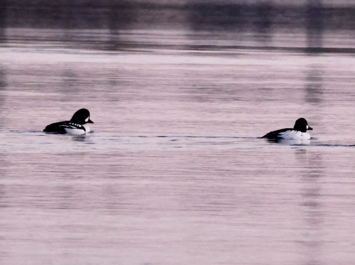 Barrow's Goldeneye - ML614500900