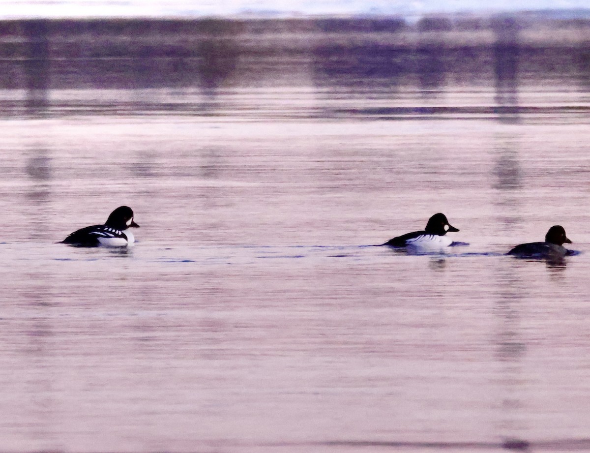 Barrow's Goldeneye - ML614500901