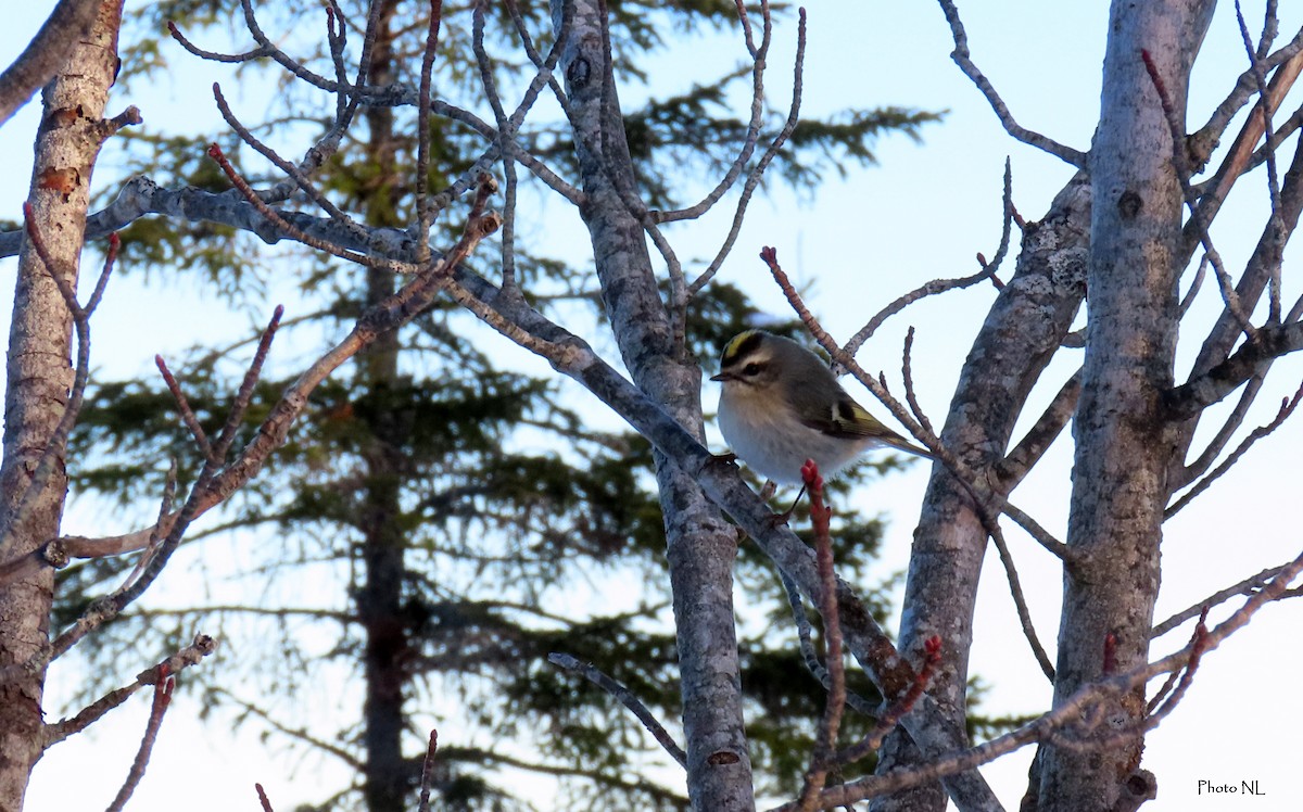 Golden-crowned Kinglet - Nathalie L. COHL 🕊