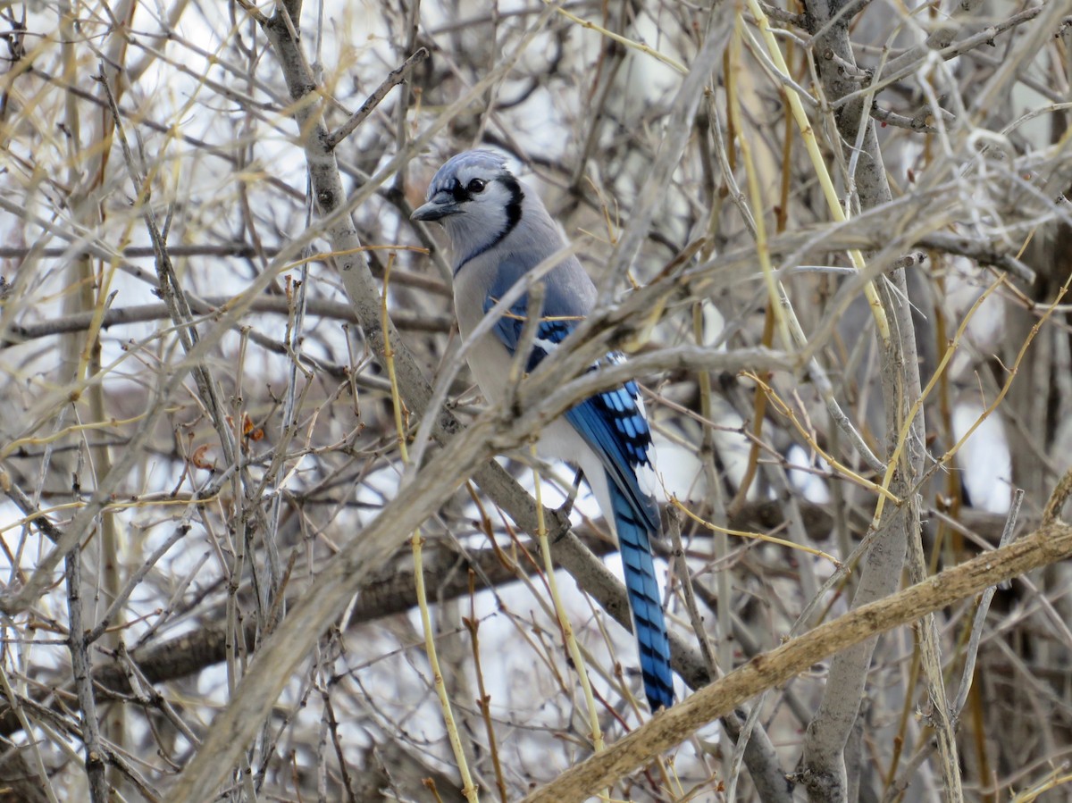 Blue Jay - ML614500951