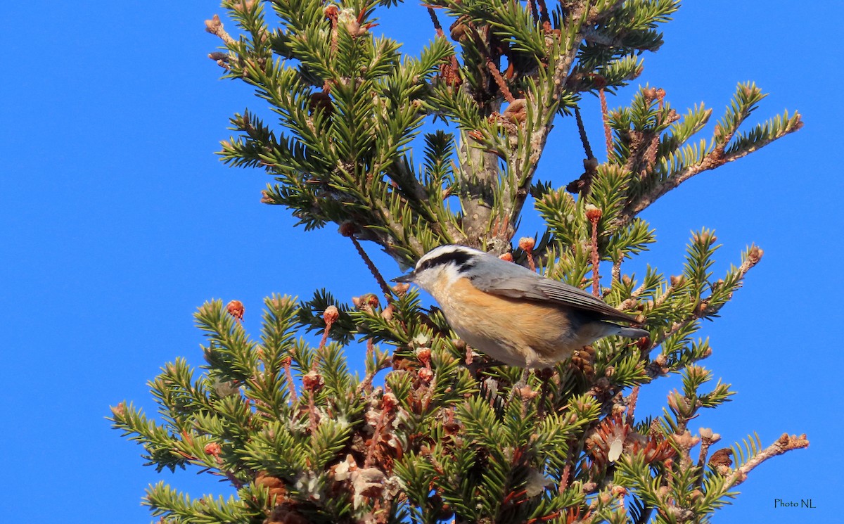 Red-breasted Nuthatch - ML614500958