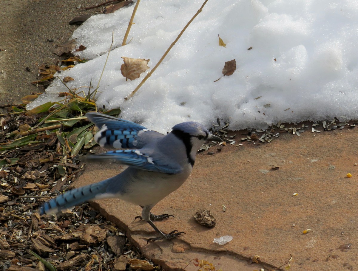 Blue Jay - ML614500959