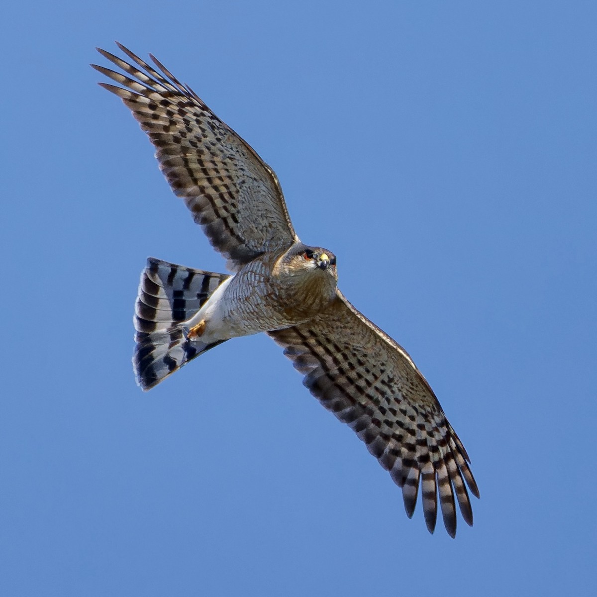Sharp-shinned Hawk - ML614500961