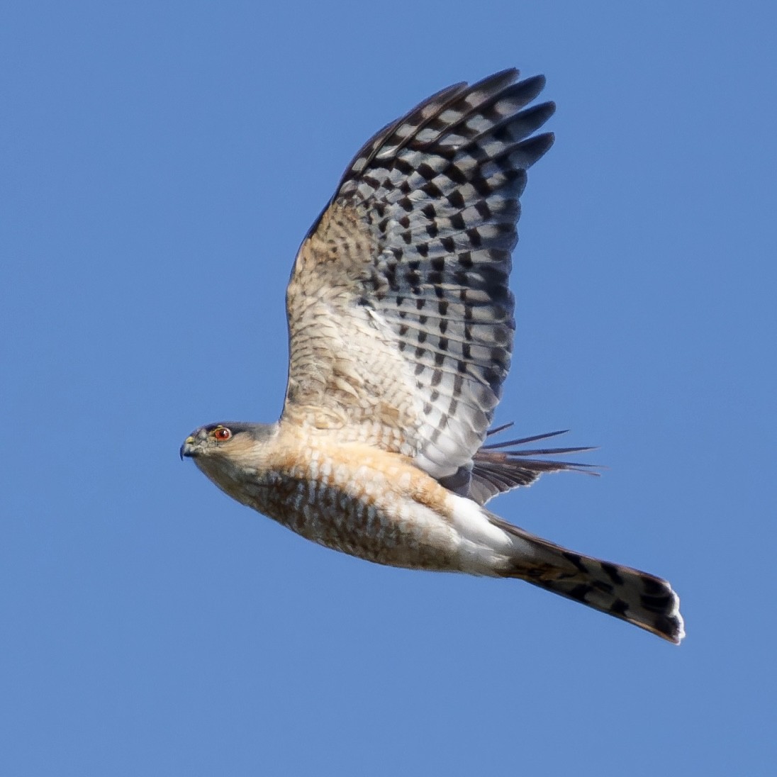 Sharp-shinned Hawk - Michael Fogleman