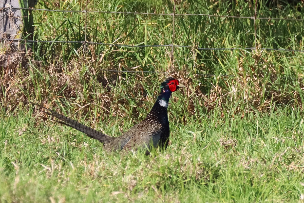 Ring-necked Pheasant - Alexander DeBear