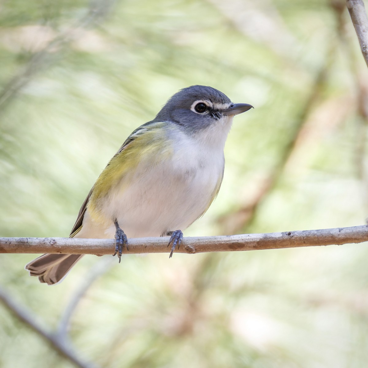 Blue-headed Vireo - ML614500978