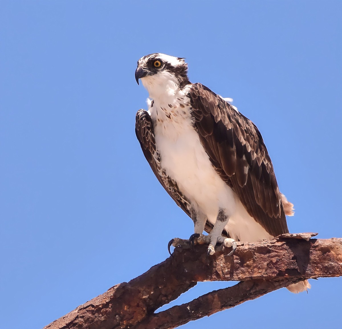 Águila Pescadora - ML614501037