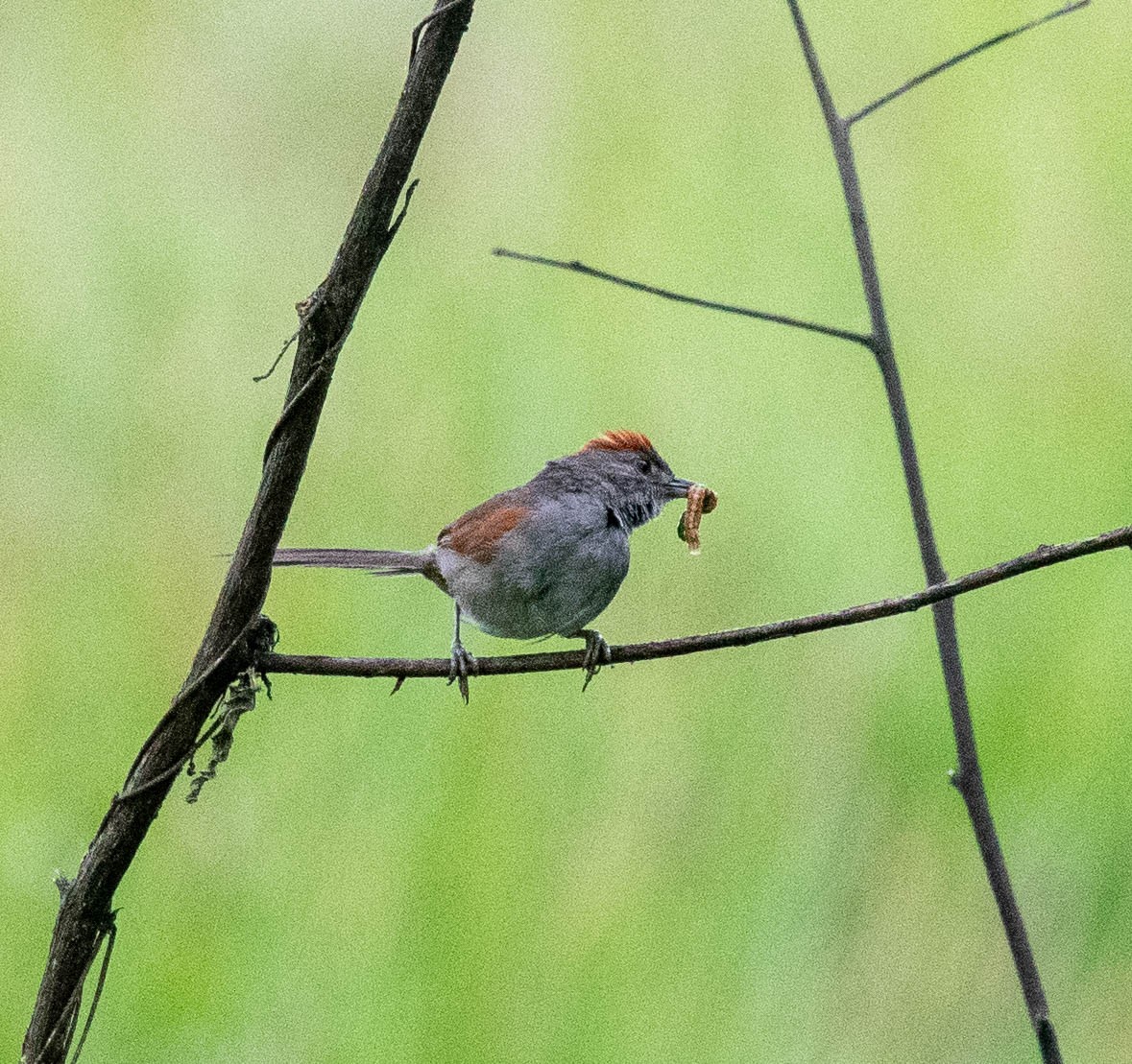 Pale-breasted Spinetail - ML614501048