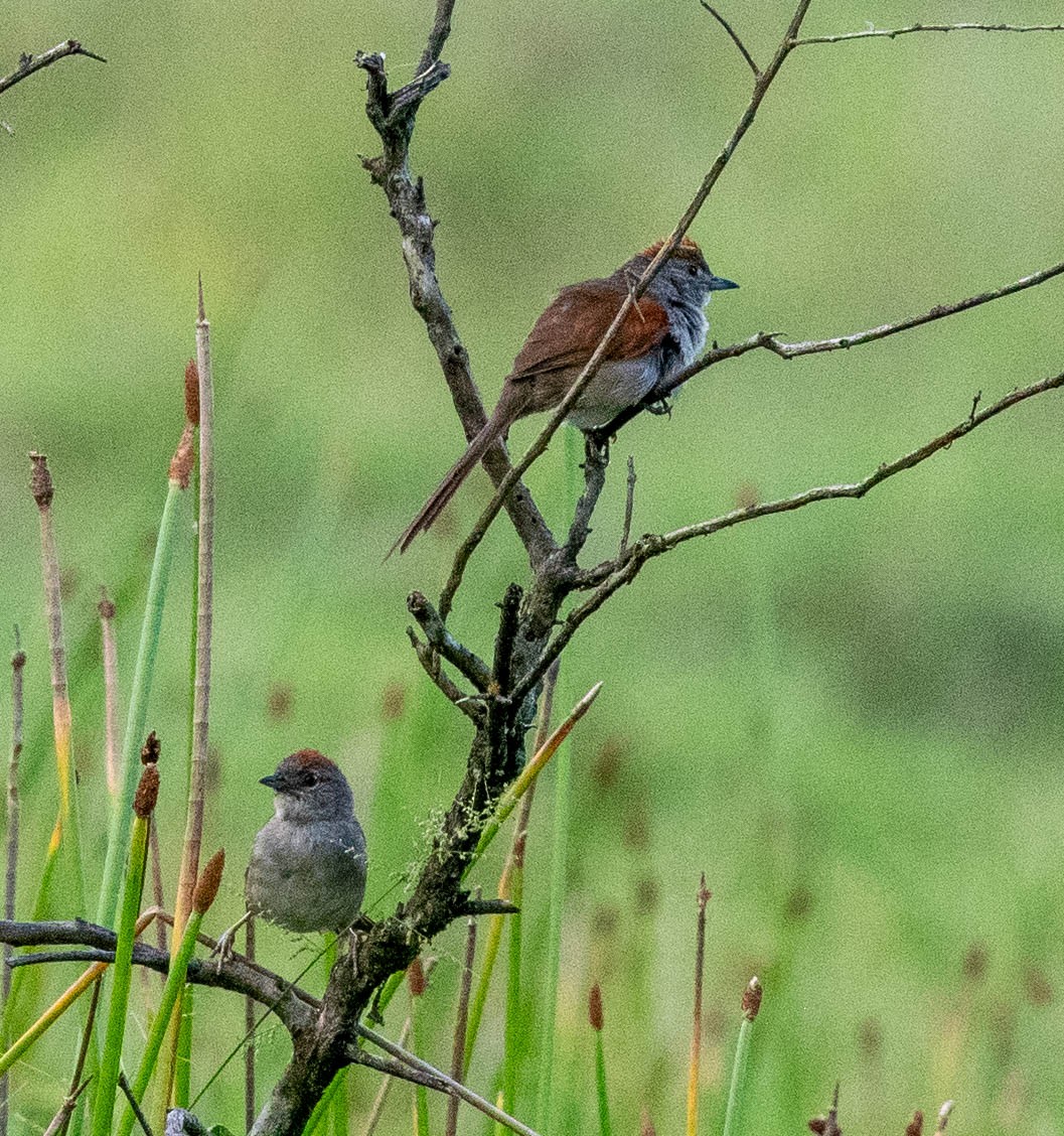 Pale-breasted Spinetail - ML614501049