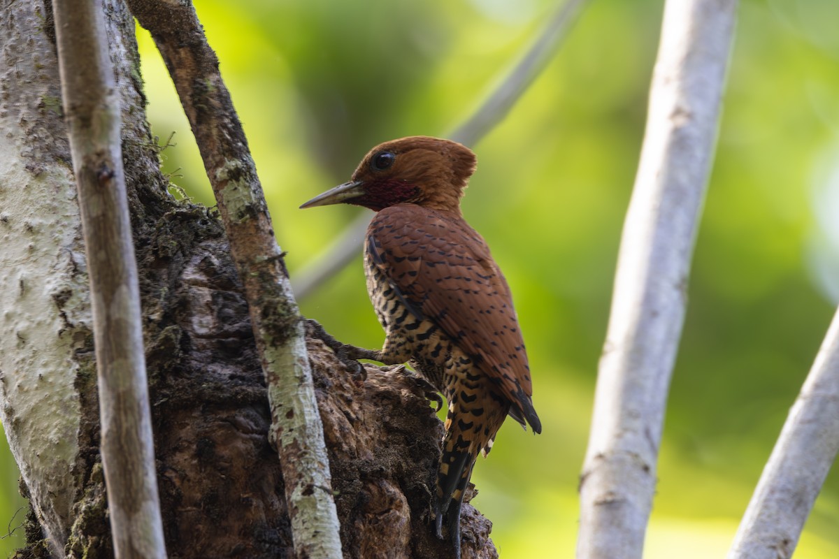 Cinnamon Woodpecker - ML614501150